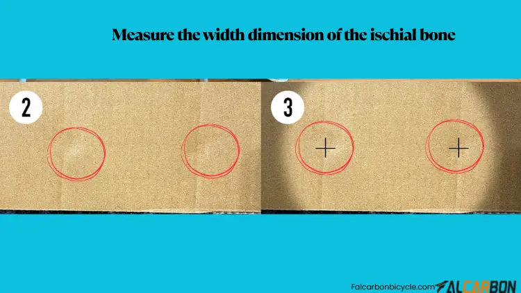 measure-the-width-dimension-of-the-ischial-bone-1